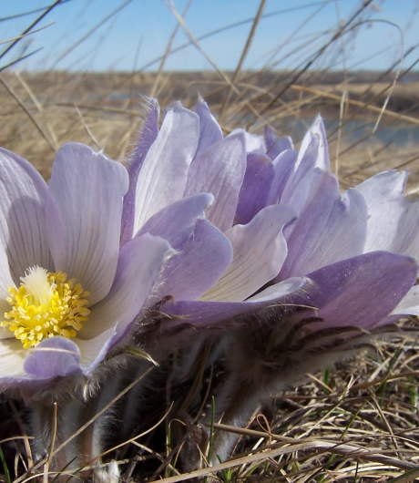 Crocus