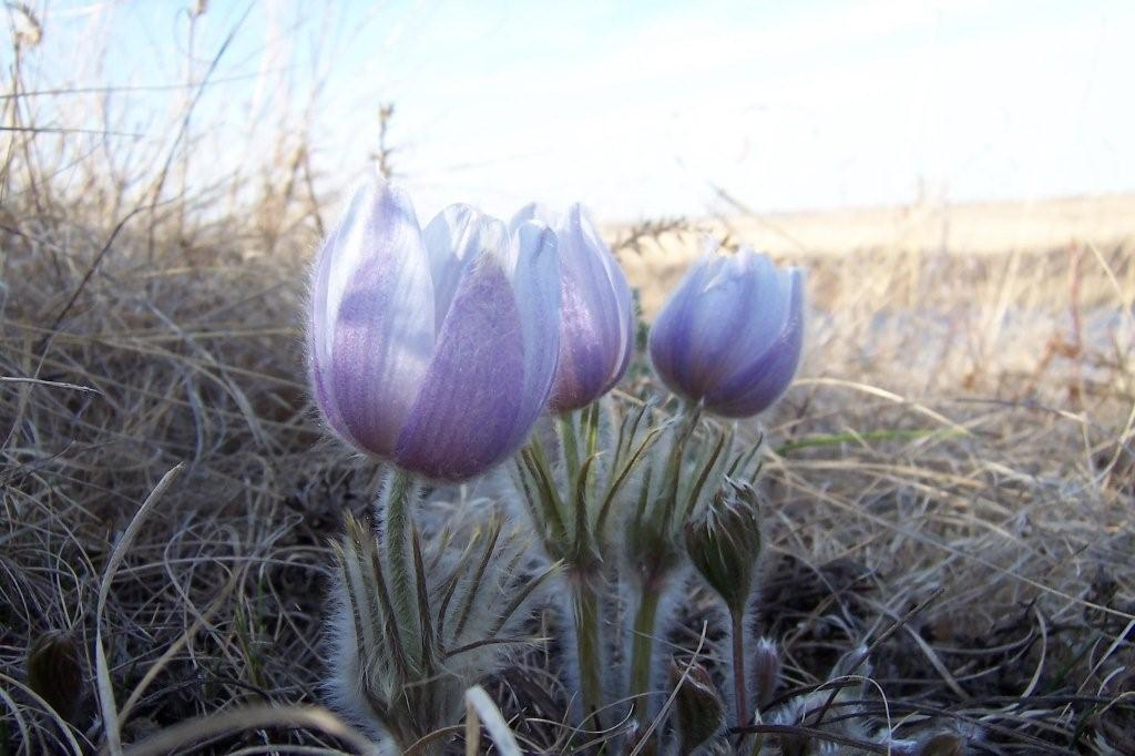 Crocus Near Me