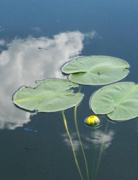 Healthy Aquatic Ecosystems