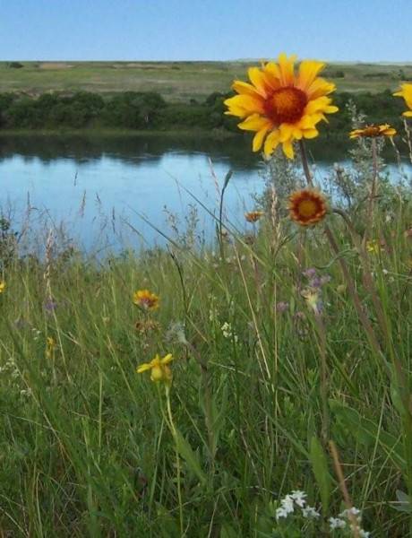 Wetland Policy